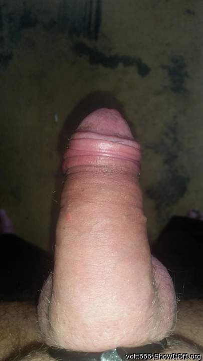 Photo of a dick from voltt666