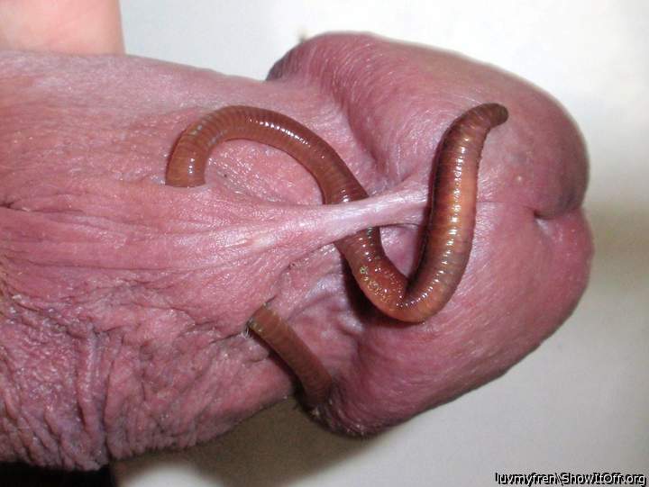 Real worm in piercings
