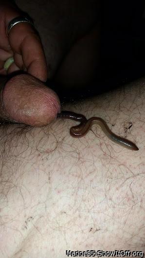 Medium worm