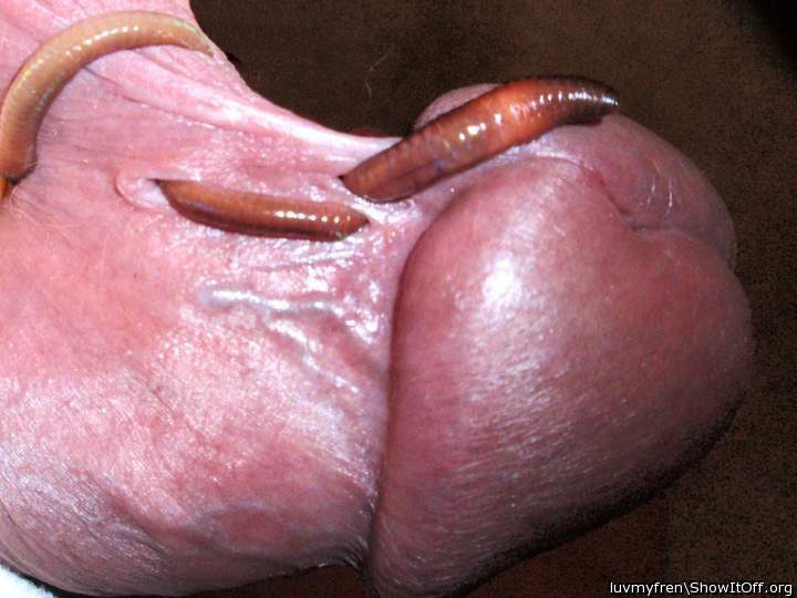 Real worm in piercings