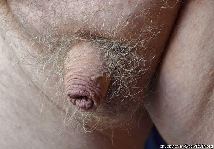 OMG --  my hamster penis  soft and flaccid