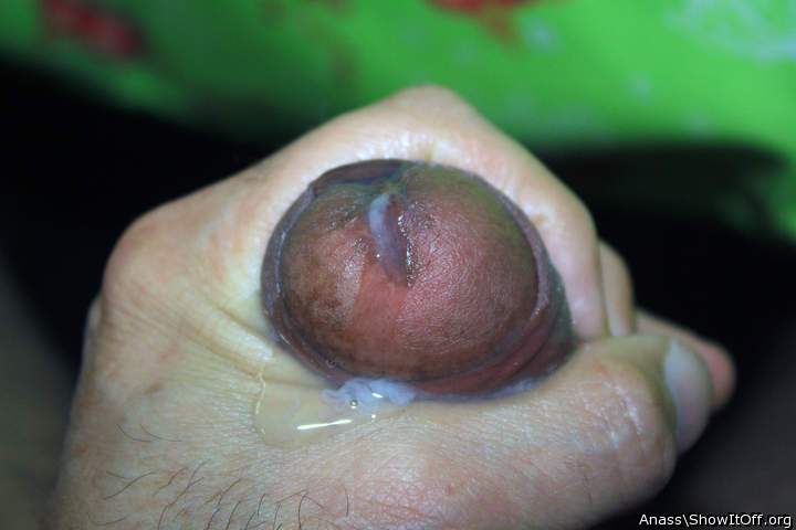 Photo of a bat from Anass