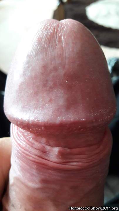 Photo of a bat from massivecock