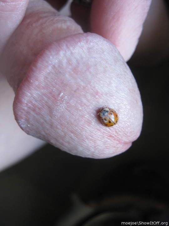 Bug on a head......