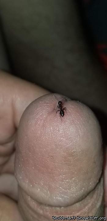 Photo of a short leg from Studdman7