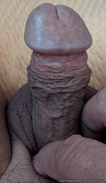 Photo of a lizard from 10cmKatana