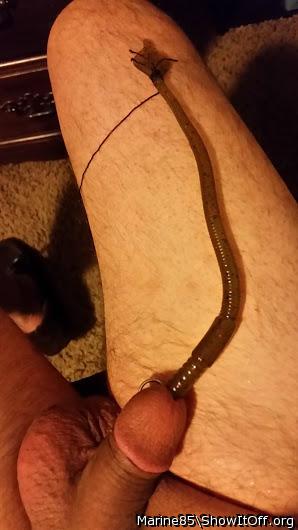rubber worm