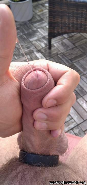 Photo of a middle leg from zatock