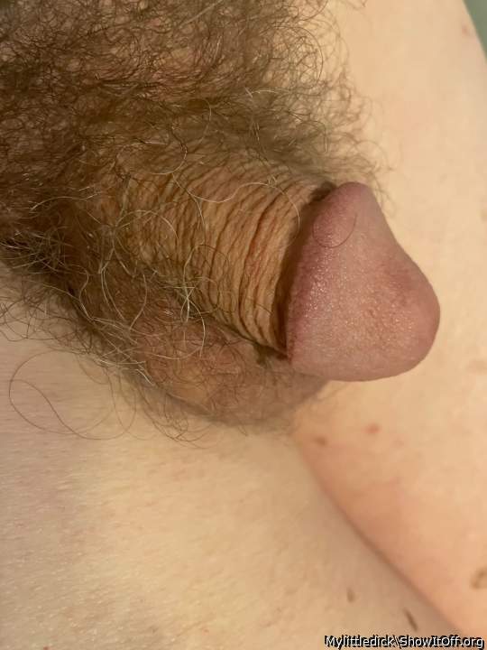 Photo of a cavalier from Mylittledick