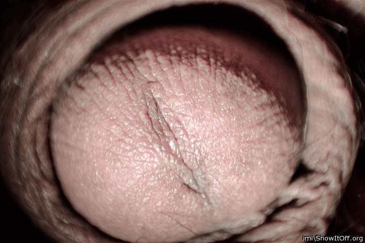 Photo of a snake from imi