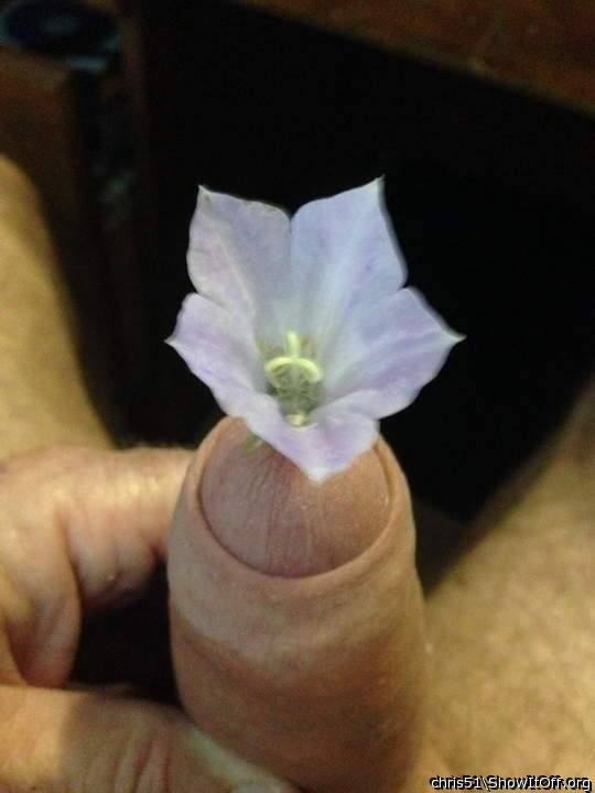 If you wait long enough, it will bloom!