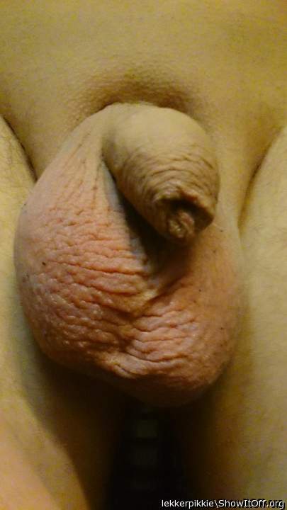 Photo of a bat from lekkerpikkie