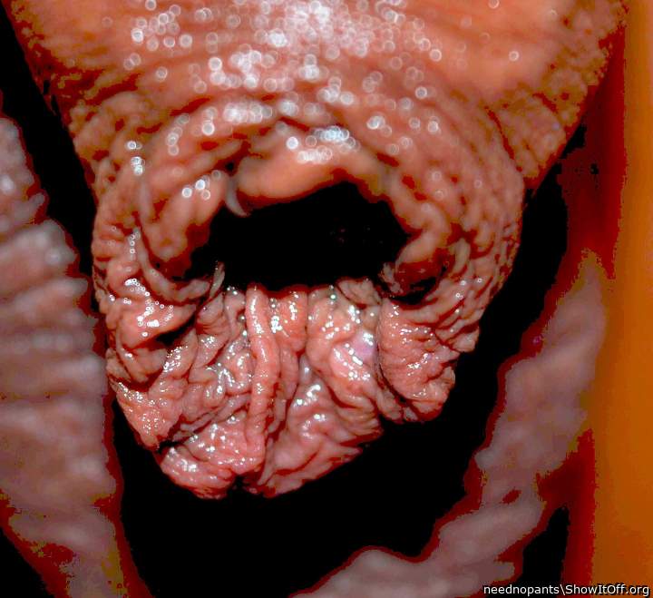 Photo of a python from neednopants
