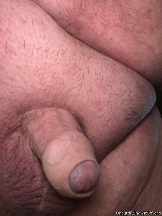 Photo of a middle leg from Uncutdi