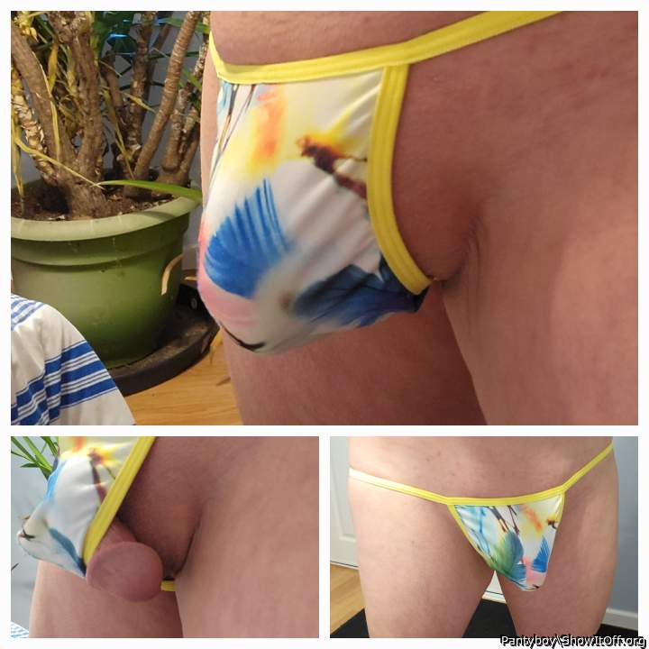 Photo of a lizard from Pantyboy
