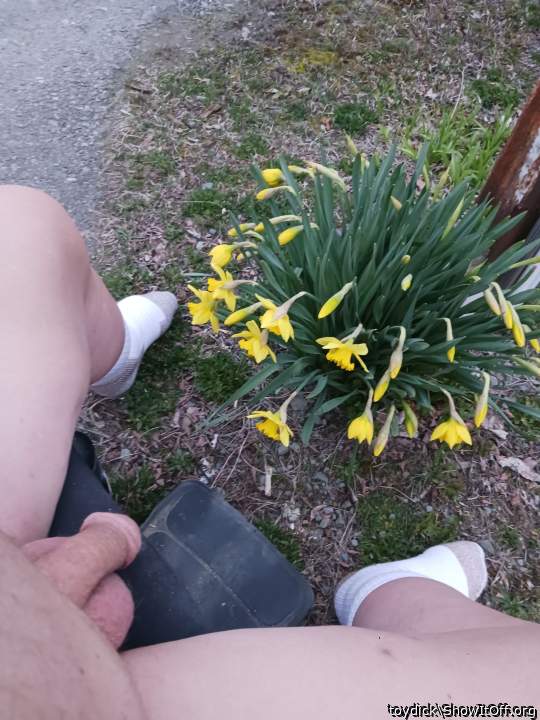 Love those daffodils!!!  Mine are covered in 8 inches of sno