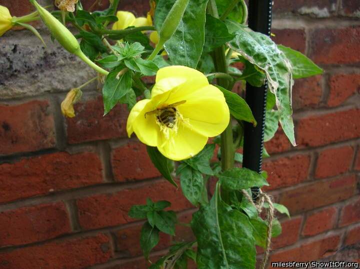 A Flower