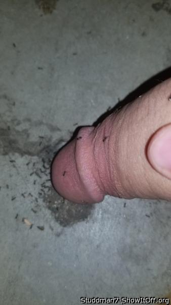 like biting ants   