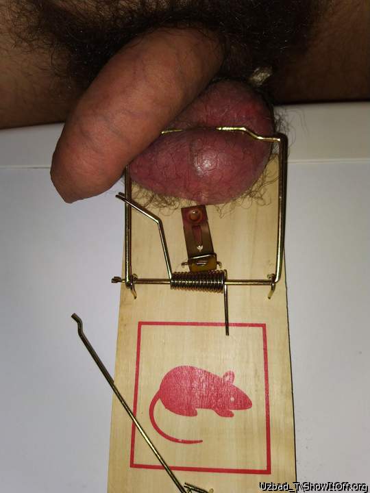 Rat Trap
