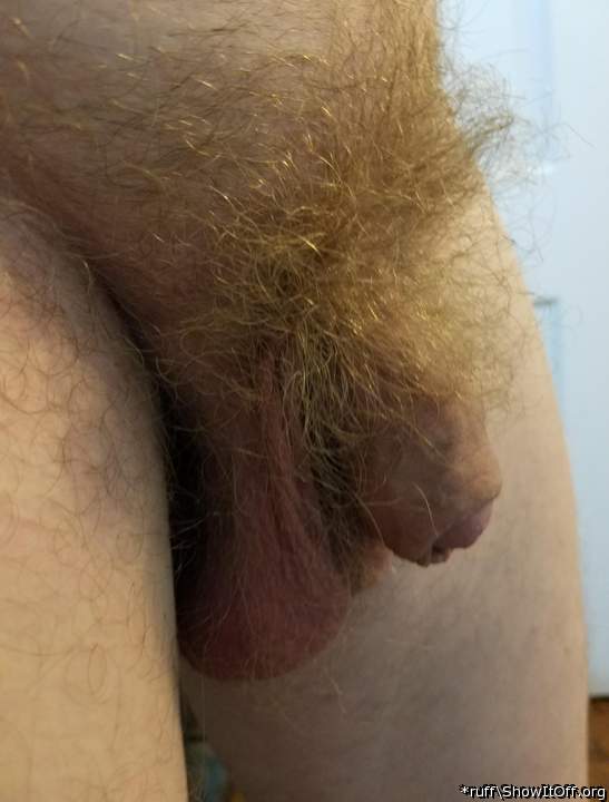 Photo of a middle leg from *ruff