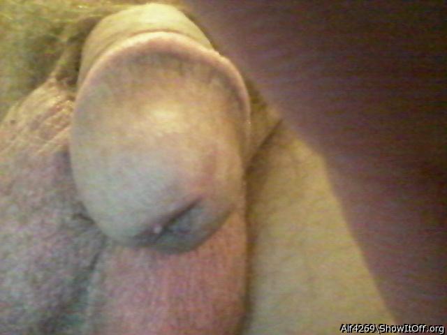 Photo of a bat from Alf4269