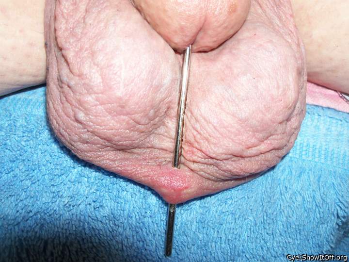 Photo of a bat from Cye