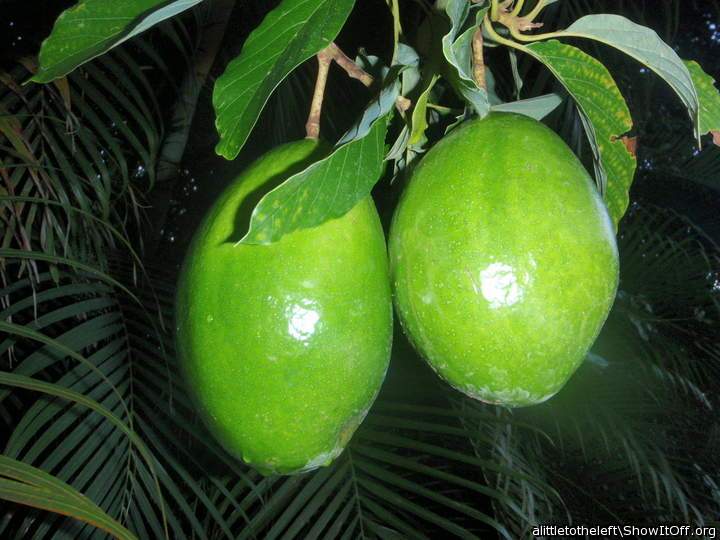 Florida nuts
