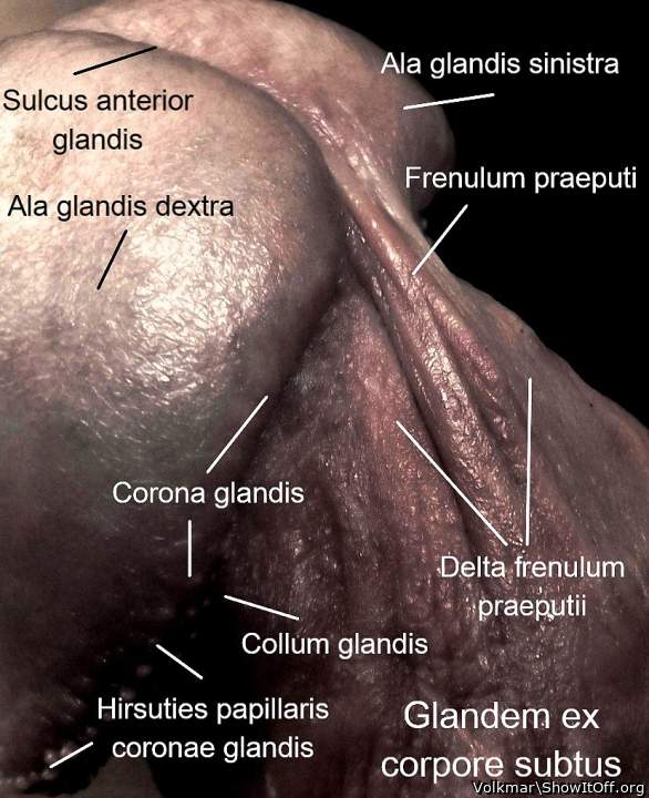 Lesson in male Anatomy 2