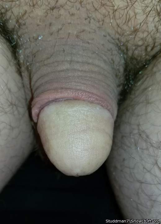 Photo of a bat from Studdman7