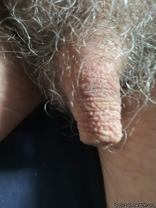 Photo of a lizard from Squirt