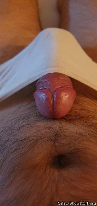 Photo of a cock from Csfsc