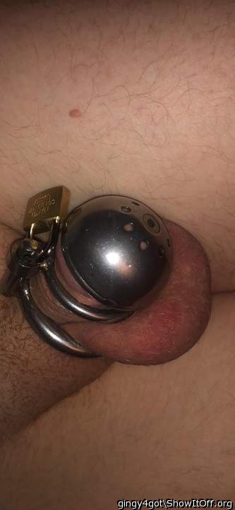 Photo of a snake from Gingy4got