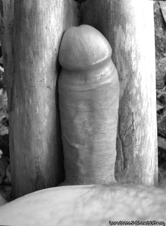 Cedar