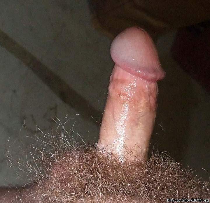 Photo of a cock from billycat