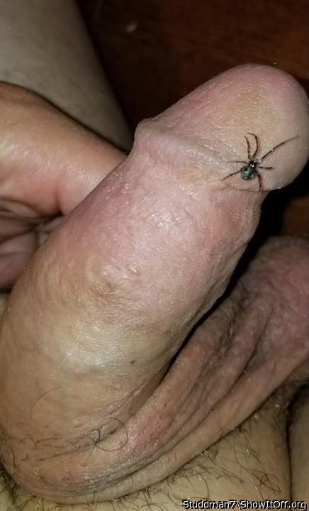 Spiders are special creatures   