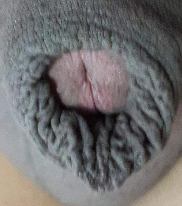 Photo of a horn from judo