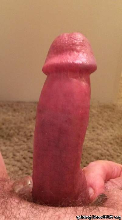 Photo of a middle leg from gelding