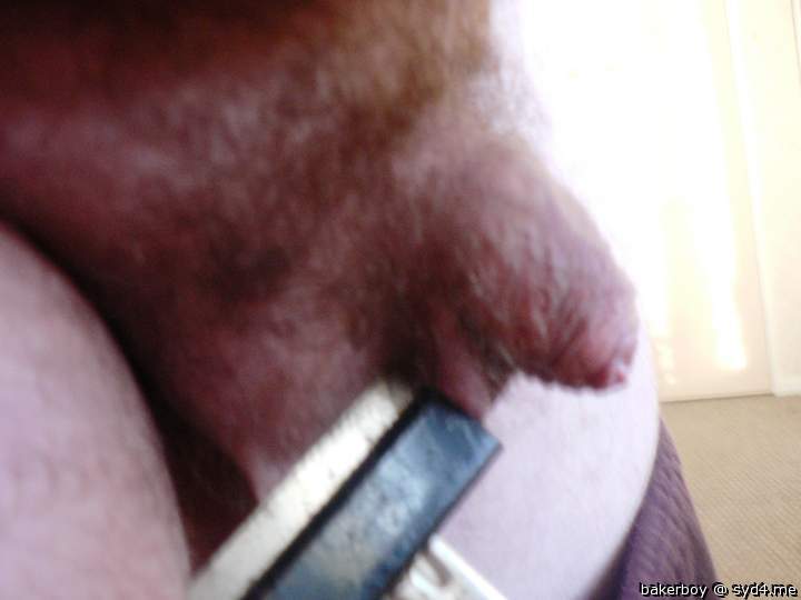 Photo of a cavalier from bakerboy