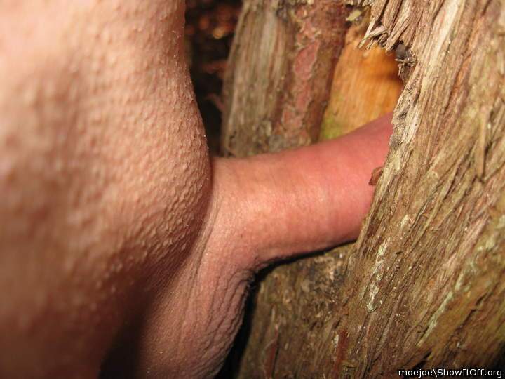 Poking about in a tree.....