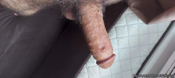 Photo of a cavalier from Mymeat11