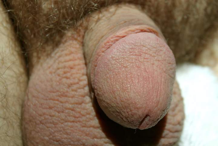 Photo of a weasel from lilsoftee
