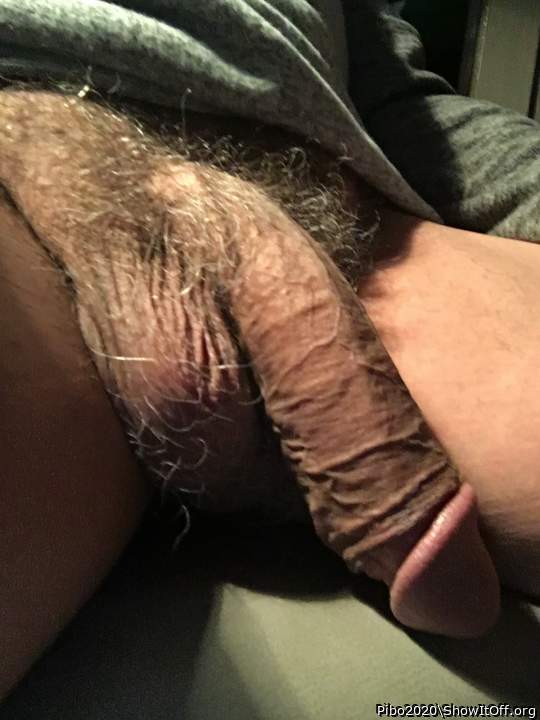 Photo of a middle leg from Pibo2020