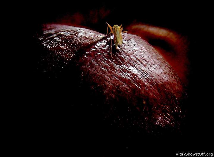 🍴 predator feeding time !!!