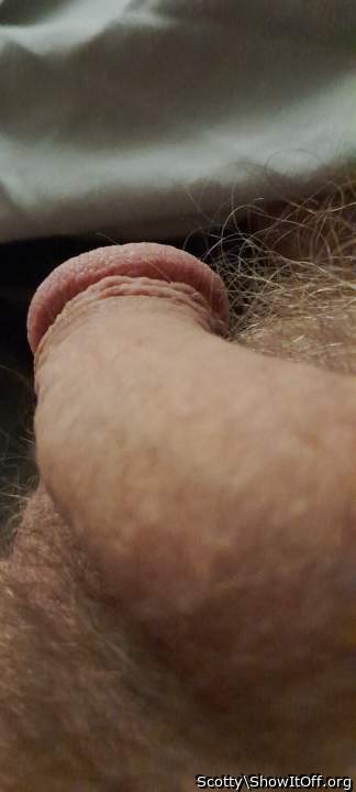 Photo of a middle leg from Scotty