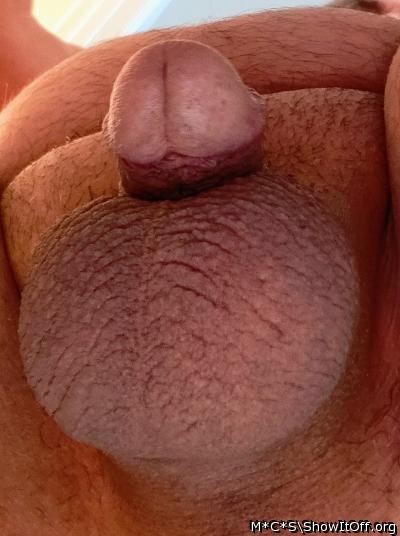 Photo of a lizard from M*C*S