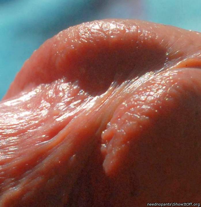 Photo of a python from neednopants