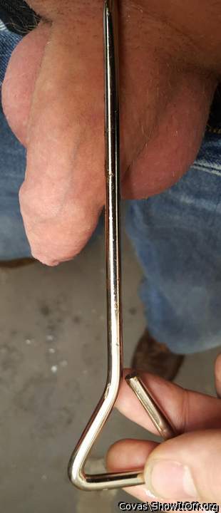 Photo of a lizard from covas