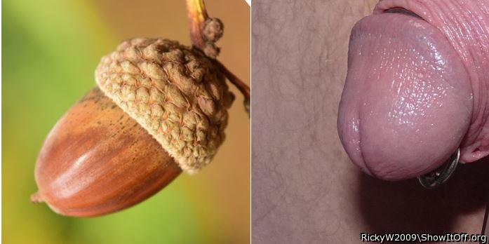 Acorns