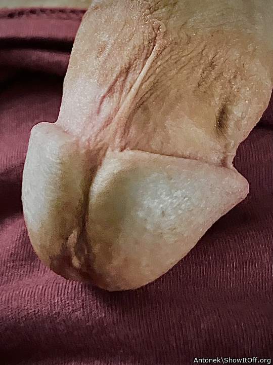 Photo of a cavalier from Antonek