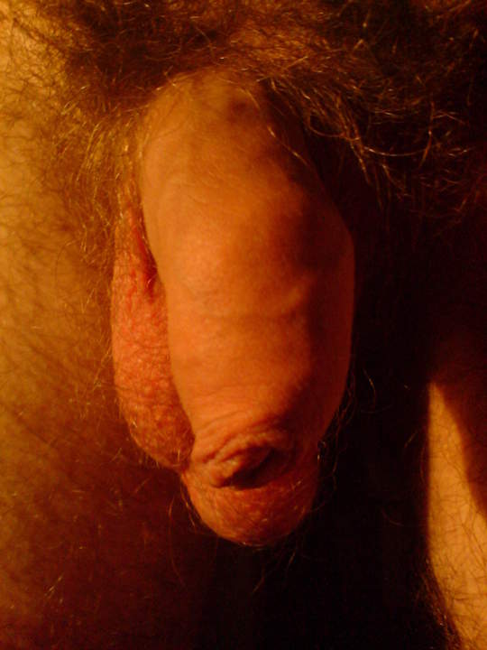 Photo of a cavalier from ScottGrill
